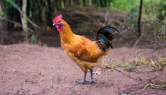 “如何消除圣母心”：在“城市养鸡潮”中重新理解人畜关系