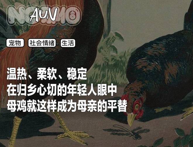母鸡咋成了异乡游子的第二个妈？